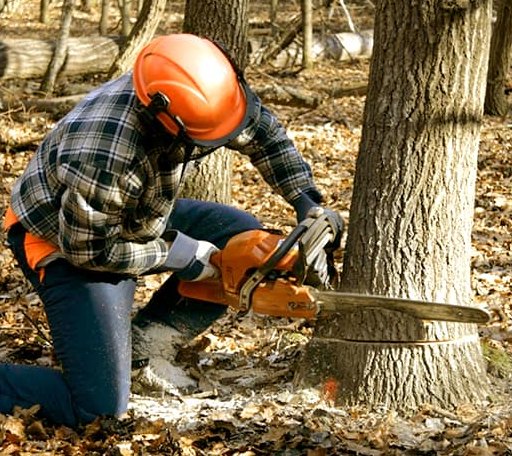 Tree Removal in Racine, WI